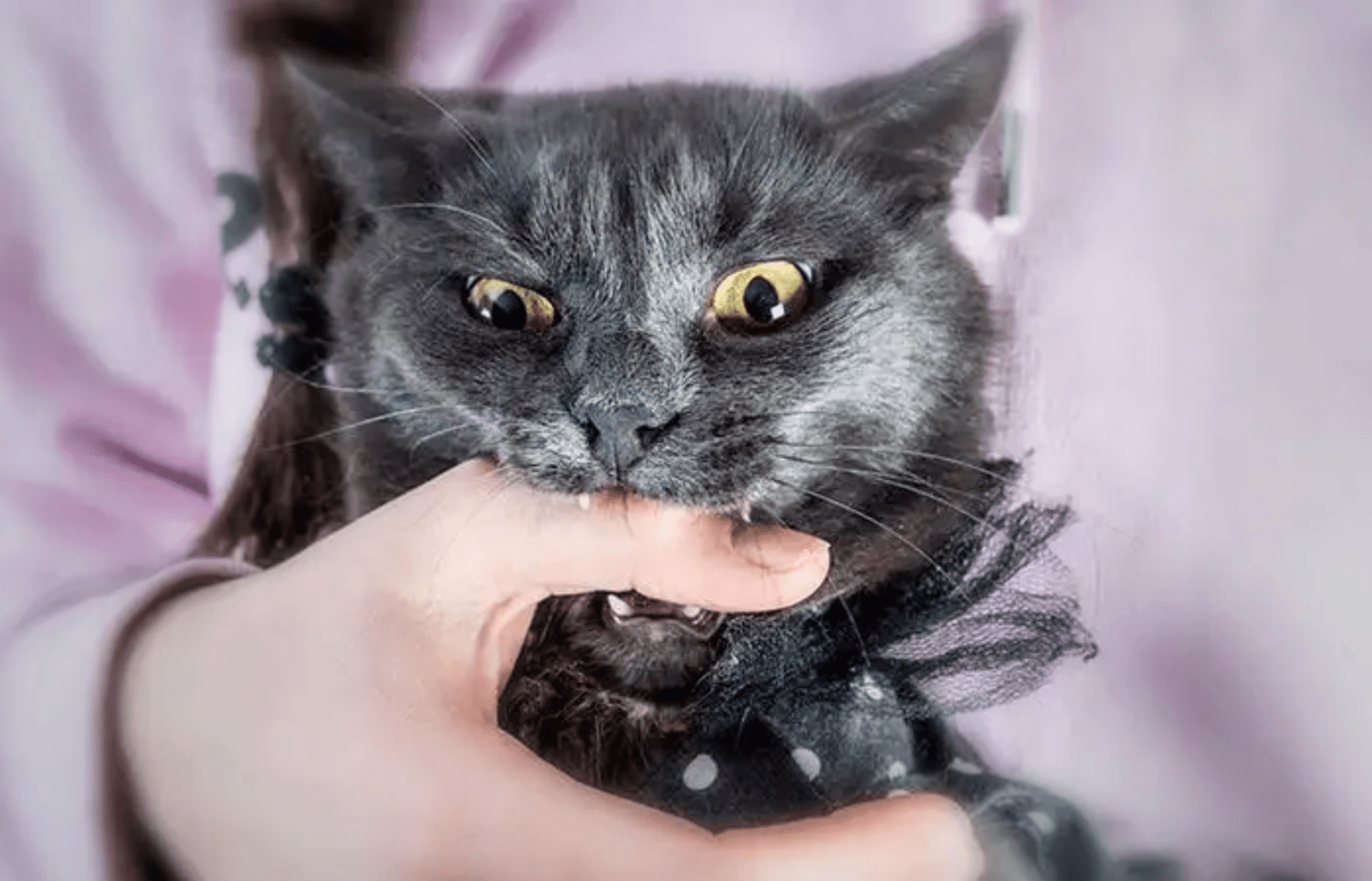 Comment empêcher son chat de Mordre ? 4 Solutions Efficaces TitiranolBox