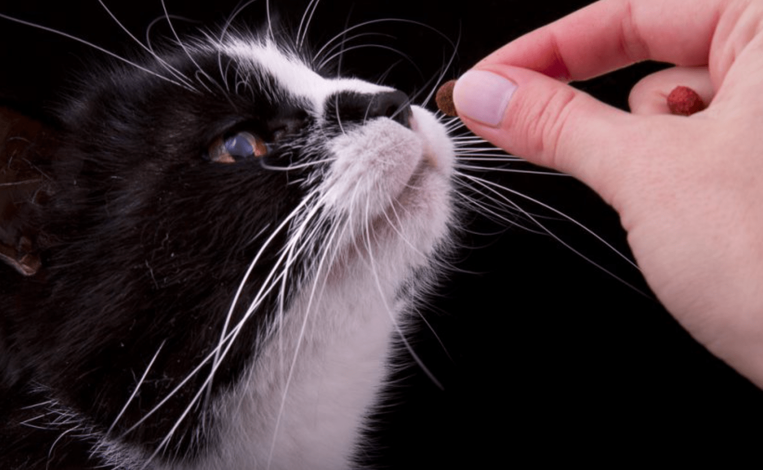 chat-obeissant