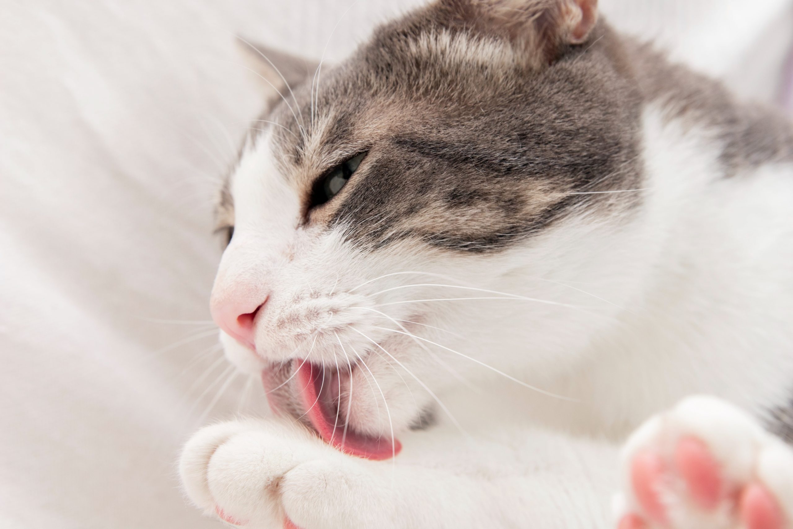 toilettes-proprete-chat